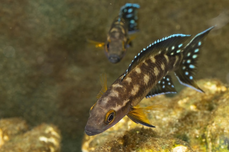 Neolamprologus buescheri 'Kamakonde'